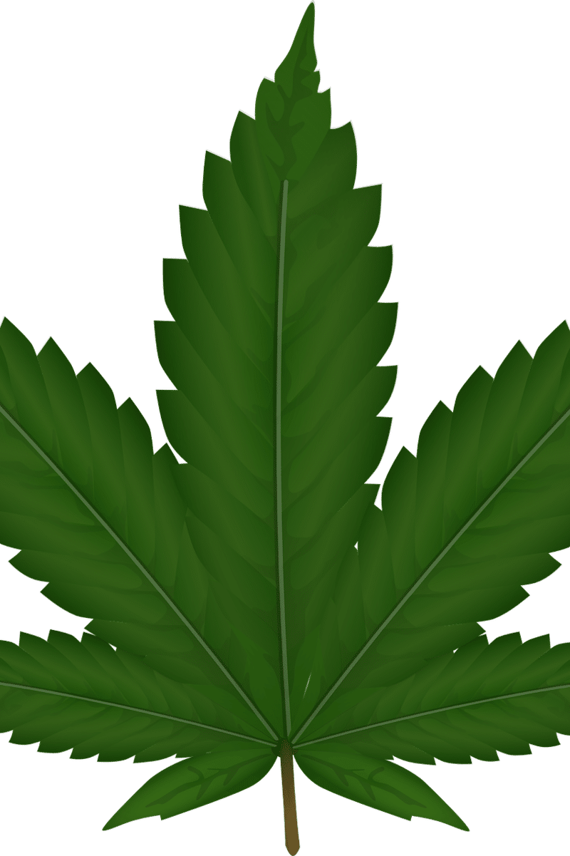 תהליך המיצוי של שמן CBD